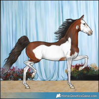Horse Color:Bay Splash Frame 