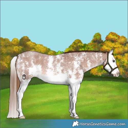 Horse Color:Red Roan Sabino Splash