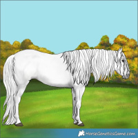 Horse Color:Gray Silver Grullo 
