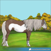 Horse Color:Silver Black Frame