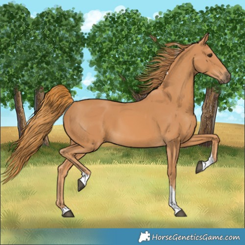Horse Color:Chestnut Tobiano Rabicano