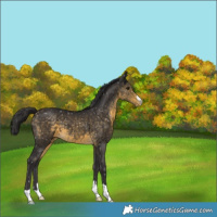 Horse Color:Buckskin Snowflake Varnish 