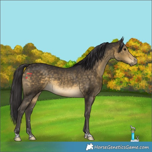 Horse Color:Buckskin 