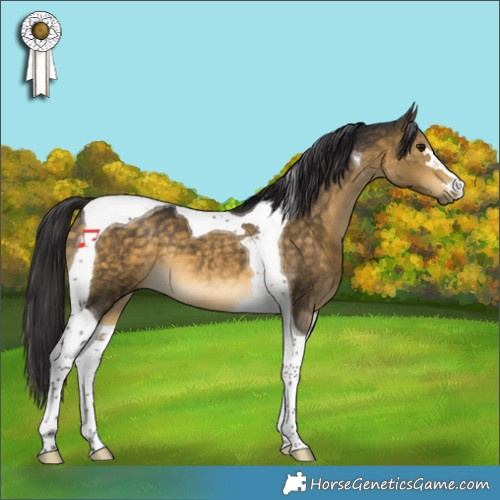 Horse Color:Buckskin Tobiano