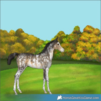 Horse Color:Buckskin Sabino Snowflake Varnish 
