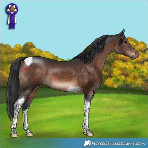 Horse Color:Brown Tobiano 