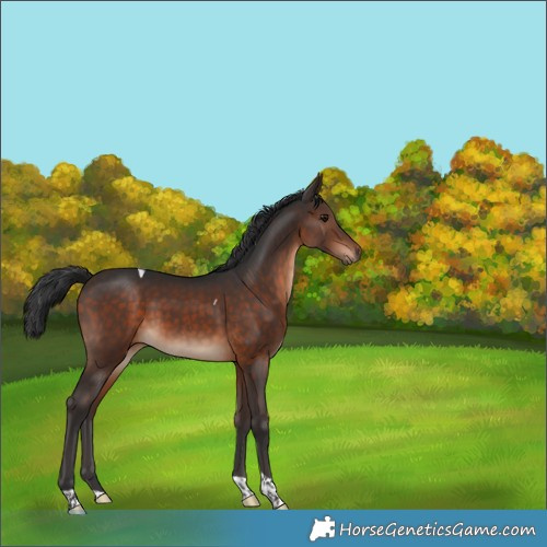 Horse Color:Brown Tobiano 