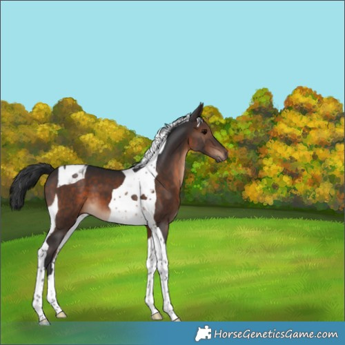 Horse Color:Brown Tobiano 