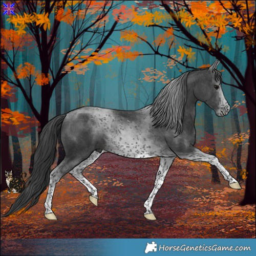 Horse Color:Black Tobiano 