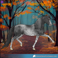 Horse Color:Black Tobiano 