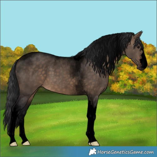 Horse Color:Void Brown Dun Tobiano 