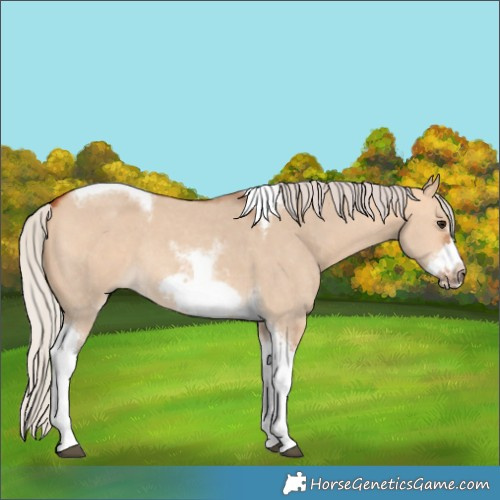 Horse Color:Silver Bay Dun Sabino Tobiano Frame Rabicano 