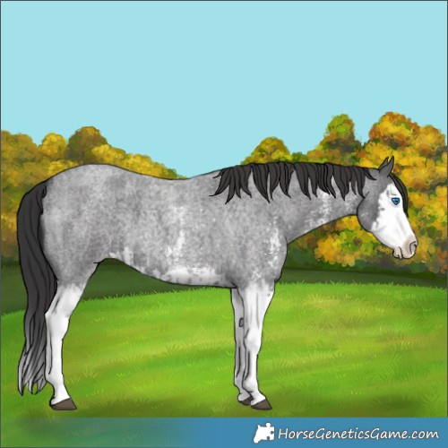 Horse Color:Blue Roan Sabino Splash  and Smoky Blue Roan Sabino Splash 