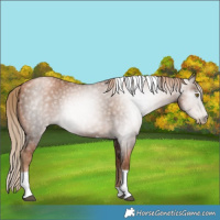 Horse Color:Gray Liver Chestnut Pearl Tobiano 