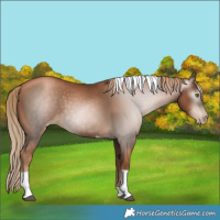 Horse Color:Gray Liver Chestnut Pearl Tobiano 