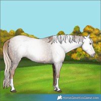 Horse Color:Gray Liver Chestnut Pearl Tobiano 