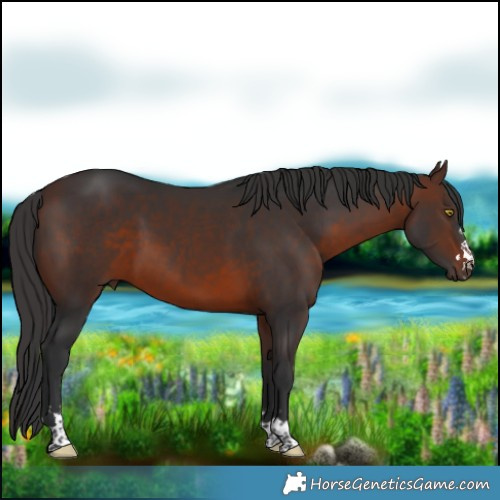Horse Color:Brown 