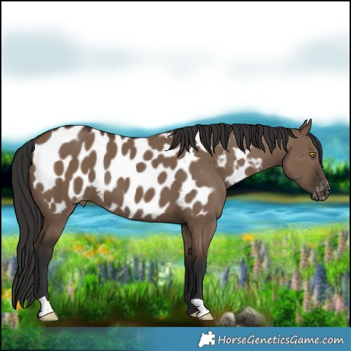 Horse Color:Liver Red Dun Blanket