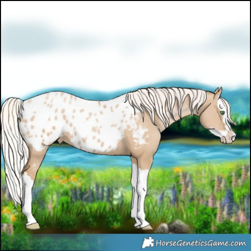 Horse Color:Silver Grullo Pearl Splash Blanket