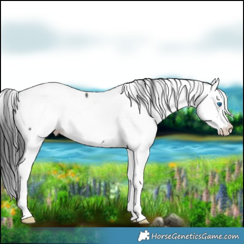 Horse Color:Black Splash Fewspot 