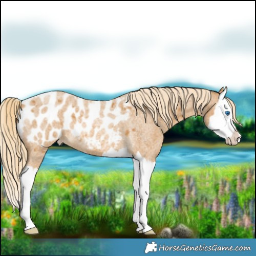 Horse Color:Palomino Roan Splash Blanket