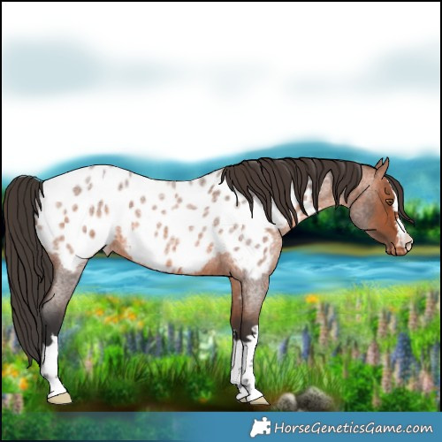 Horse Color:Bay Roan Blanket 