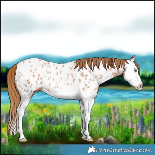 Horse Color:Chestnut Pearl Splash Near Leopard 