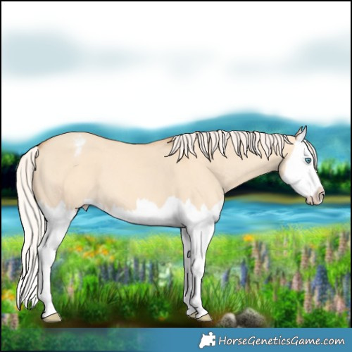 Horse Color:Silver Amber Champagne Dun Splash Varnish 