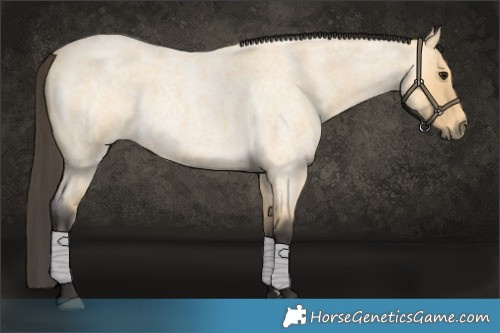 Horse Color:Buckskin Roan 