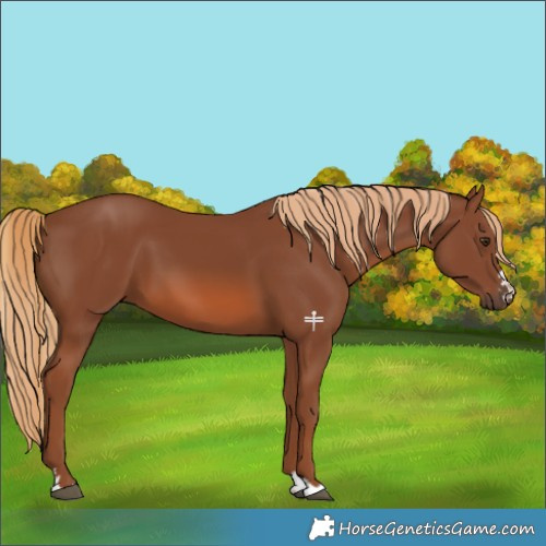 Horse Color:Chestnut 