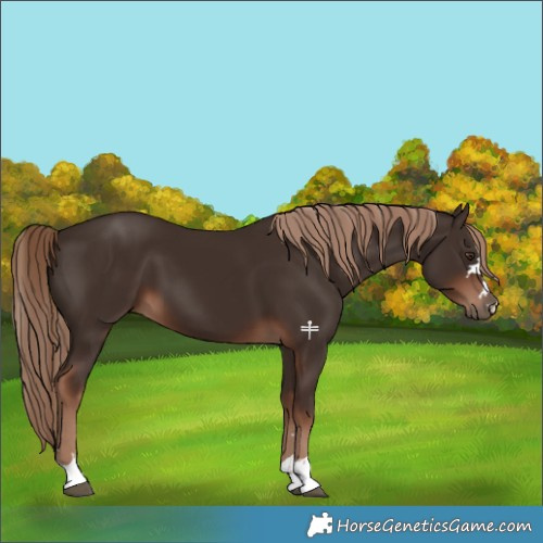 Horse Color:Liver Chestnut 
