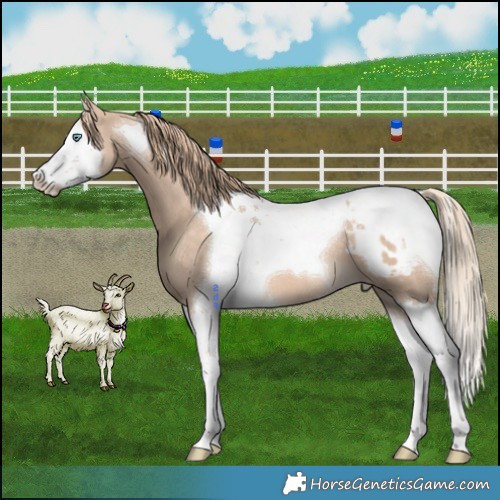 Horse Color:Perlino Splash Tobiano Appaloosa 