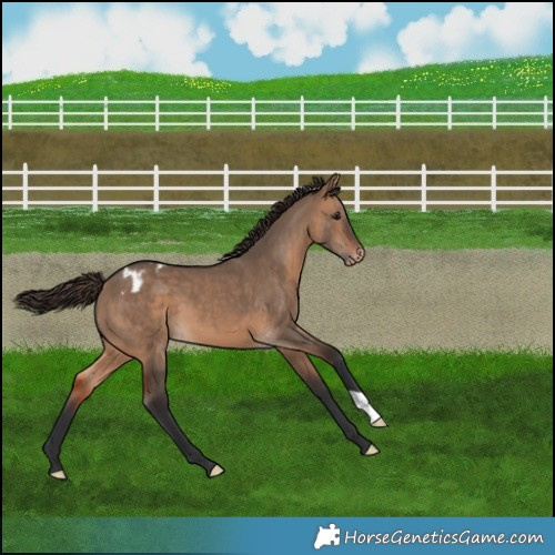 Horse Color:Bay Dun Appaloosa 