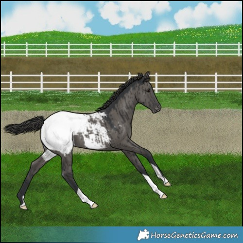 Horse Color:Grullo Mushroom Snowcap Brindle 