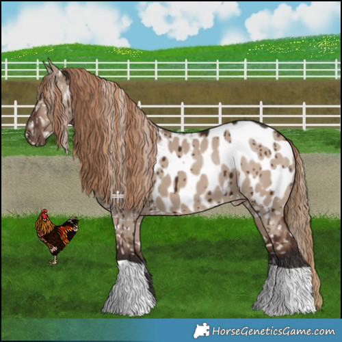 Horse Color:Liver Red Dun Appaloosa Brindle 