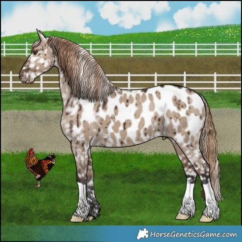 Horse Color:Liver Red Dun Blanket Brindle 