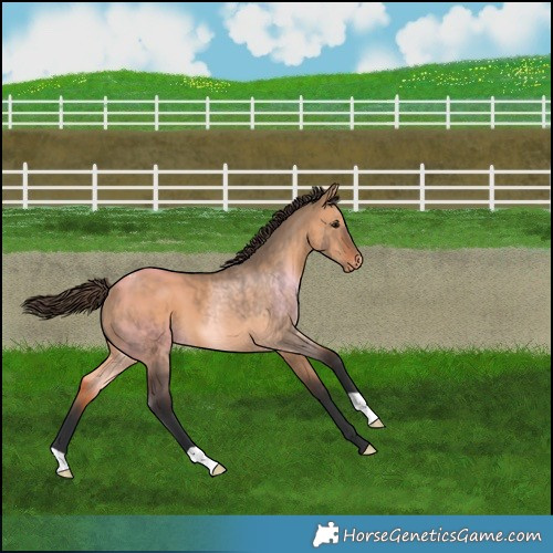 Horse Color:Bay Dun Varnish 