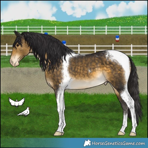 Horse Color:Buckskin Tobiano Appaloosa 