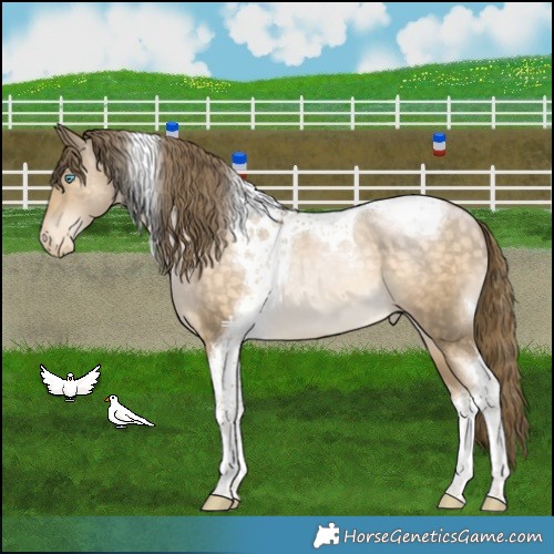 Horse Color:Buckskin Snowdrop Tobiano Varnish 