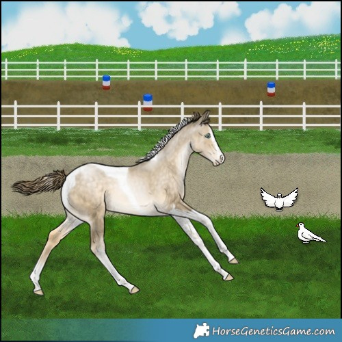 Horse Color:Buckskin Snowdrop Splash Tobiano Varnish 
