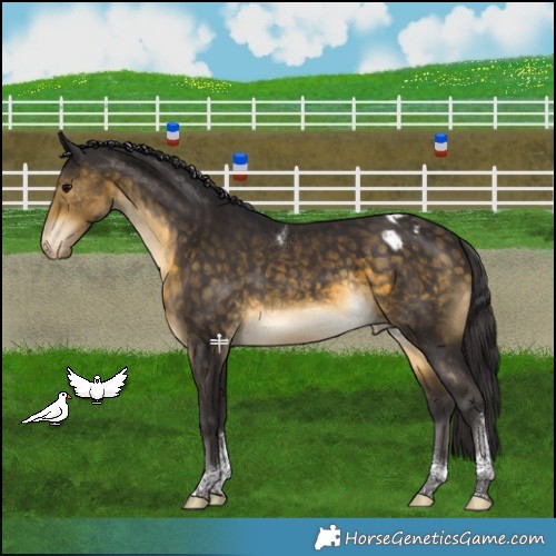 Horse Color:Buckskin Tobiano Appaloosa 