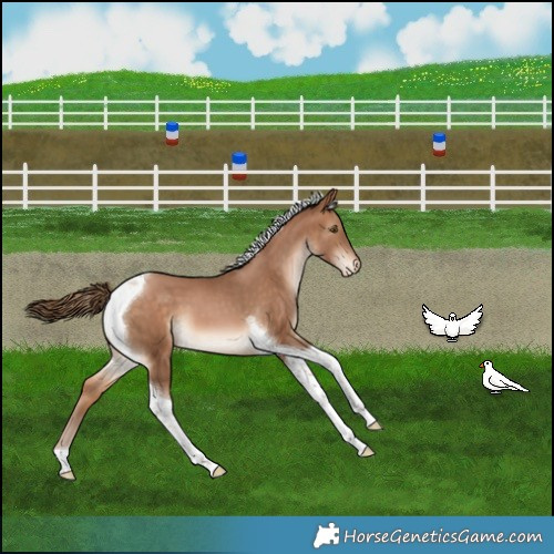 Horse Color:Brown Snowdrop Pearl Tobiano Varnish 
