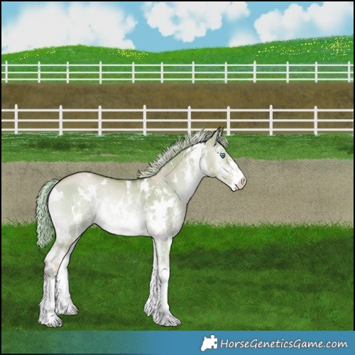 Horse Color:Watercolor White Spotted Chocolate Palomino Pearl Onyx Sabino Rabicano 