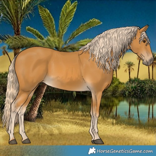 Horse Color:Palomino 
