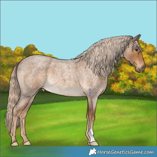 Horse Color:Chocolate Palomino Roan 