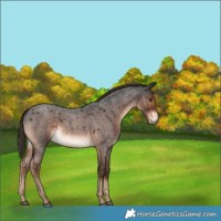 Horse Color:Liver Red Roan 