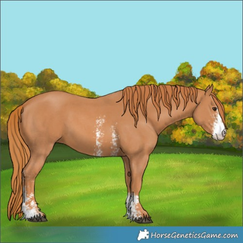 Horse Color:Chestnut Sabino