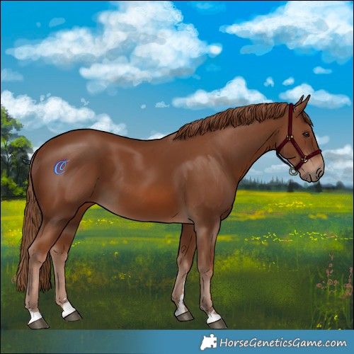 Horse Color:Chestnut 
