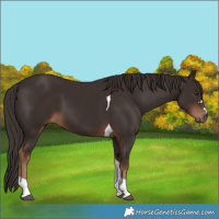 Horse Color:Liver Chestnut Tobiano