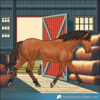 Horse Color:Bay 